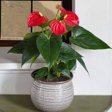 From Low Maintenance Ficus Trees To Fickle Ferns Check Out These Designer Approved Houseplants And Our Tips Peace Lily Plant Plant Care Houseplant Lily Plants