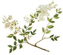 Henna Plant Flower Google Search Henna Plant Bronzing Oil Bronzing