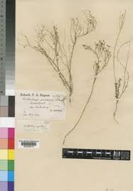 Image result for Wahlenbergia banksiana