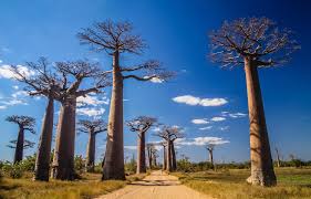 Independence was regained in 1960. Cheap Hotels In Madagascar 6 A Night Updated 2021 Promos