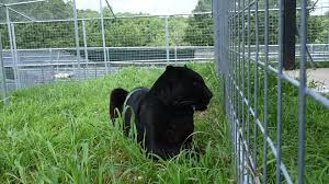 NEW RESCUE - Black Leopard named Axle PART 2 , Learning to Trust Again,  When Axle first arrived, he was especially fearful of men—a heartbreaking  reflection of his past. But with time, patience, and ...