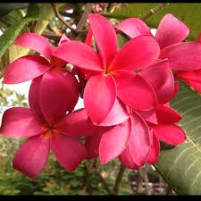 Frangipani Frangipani Flowers Bouquet