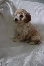 They are some of the most calm of all. Cavapoo Puppies For Sale Lancaster Puppies