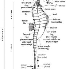 Here is a list of some other parts of the body that have not been included above. Body Parts Of A Male Seahorse Source Lourie Et Al 1999 Download Scientific Diagram