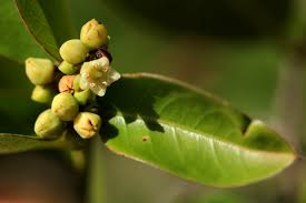 Image result for Scutia