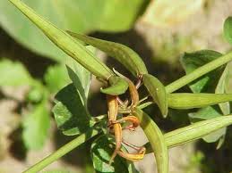 Image result for Vincetoxicum apiculatum