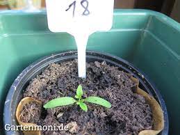 Das kommt immer ein bisschen darauf an, wo du die tomaten später pflanzen möchte. Tomaten Zum Richtigen Zeitpunkt Ansaen Und Pikieren Gartenmoni Altes Wissen Bewahren
