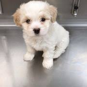 EAST SIDE ANIMAL HOSPITAL