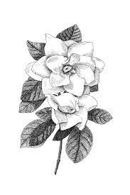 Gardenia Botanical Illustration Botanical Wall Art Black And Etsy Flower Drawing Botanical Illustration Botanical Wall Art