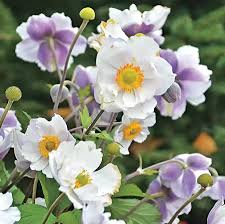 Image result for Anemone transvaalensis