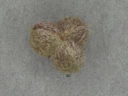 Image result for Rhynchosia sublobata