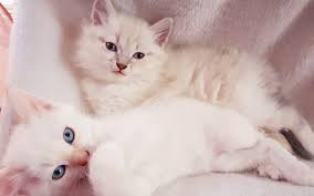 The formal name of the breed is siberian forest cat, but usually it's simply called the siberian or siberian cat. Helpful Tips For Raising A Siberian Kitten Neva Breeder