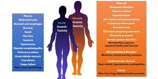 Outcomes Of Acute And Chronic Arsenic Exposure Download Scientific Diagram