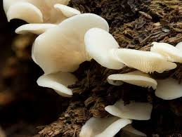 Image result for Crepidorhopalon