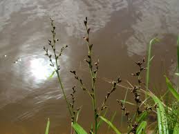 Image result for Scleria pooides