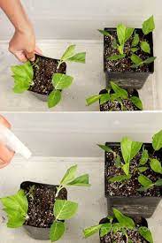 Propagate Hydrangea Cuttings 99 Success Rate Propagating Hydrangeas Planting Hydrangeas Growing Hydrangeas