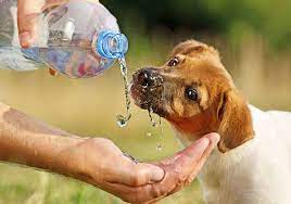 Spread a little slick of shampoo down the puppy's spine. Puppy Obsessed With Water What You Need To Know Houndgames