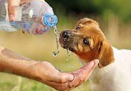 While these foods will make your dog appear to be full and satisfied, they are not giving your dog all the nutrition his growing body requires, and he may feel the need to eat more as he tries to meet those nutritional needs. Puppy Obsessed With Water What You Need To Know Houndgames