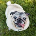Cute Pug Pics | Gallery of Photos of Pugs & Puppies
