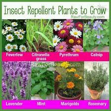 Pin By David Phyllis Hoover On Summer Insect Repellent Plants Plants Mosquito Repelling Plants