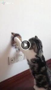 Video Are You Being Walled Up In A Wall Komik Hayvan Evcil Hayvanlar Hayvanlar
