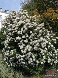 alles bluht wild unkonventionell naturnah immergruner schneeball outdoor pflanzen schneeball