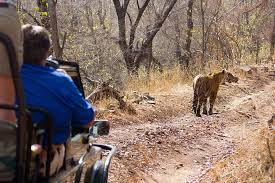Elephant-Back Wildlife & Tiger Safaris ...