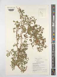 Image result for Tephrosia rhodesica