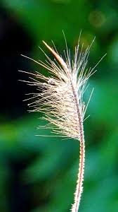 Image result for Chloris roxburghiana