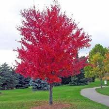 Acrylic painting techniques and tutorials for beginners in easy and basic step by step lesson. Autumn Blaze Maple Autumn Blaze Maple For Sale Plantingtree