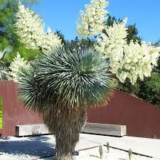 Image result for Yucca
