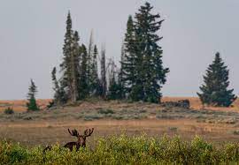 Head to bighorn national forest for some peaceful rv camping in beautiful wyoming. Bighorn Forest Officials Still Unsure About Summer Camping Powell Tribune