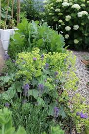 Alchemilla Mollis Lavender Hydrangea Annabelle Etc Garten Pflanzen Hortensien Garten Pflanzen