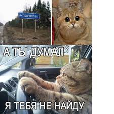ПЕДРИЛОВО I / котенька / смешные картинки и другие приколы: комиксы, гиф  анимация, видео, лучший интеллектуальный юмор.
