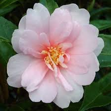 Camellia Sasanqua Jean May Winter Garden Flower Hedge Camellia