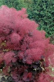 Image result for Cotinus coggygria