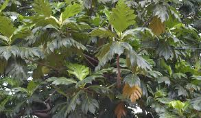Daun sukun untuk mengobati sakit ginjal / gagal ginjal. Teh Daun Sukun Tembus Pasar Nasional Dunia Informasi
