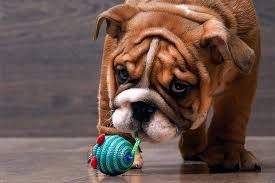 Those who intentionally breed disqualification (dq) colors in french bulldogs are motivated only to make money. Bulldog Dog Breed Information