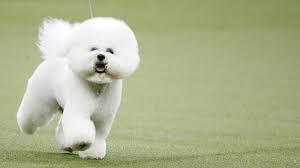The title of best in show is given to the dog chosen as the winner of the westminster kennel club dog show according to conformation show rules. Your Westminster Kennel Club Dog Show 2019 Fact Sheet Quartz