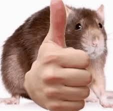 Lol Rat Meme - Lol Rat - Discover & Share GIFs