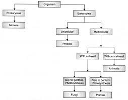 (iii) presence of cell wall. Ncert Class 9 Science Lab Manual Plant Kingdom Cbse Tuts