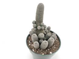 Image result for Clutia hirsuta