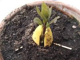 Comment Faire Pousser Un Noyau D Avocat Jardinage Enfants Comment Planter Jardinage