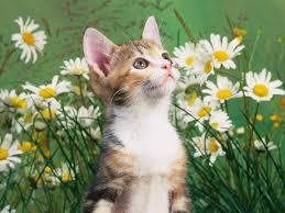 All products from iams wet dog food category are shipped worldwide with no additional fees. Iams Cat Food Coupons On Pets3000 Mobile