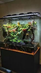 Pin By Julia Larson On Palyudarium Vivarium Terrarium Fish Tank Terrarium Water Terrarium Vivarium