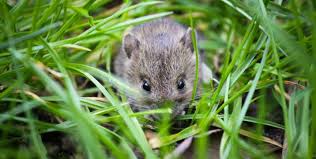How To Get Rid Of Field Mice And Rats In Your Yard And Garden My Homey Home