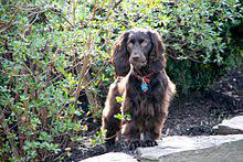 2015 bss national field trial results Boykin Spaniel Wikipedia