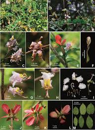 Image result for Iphigenia pauciflora