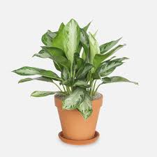 We did not find results for: Aglaonema Silver Bay Largo Plant Delivery Nyc Plantshed Com