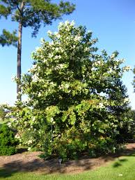 Mexican Sycamore Platanus Mexicana Gardening In The